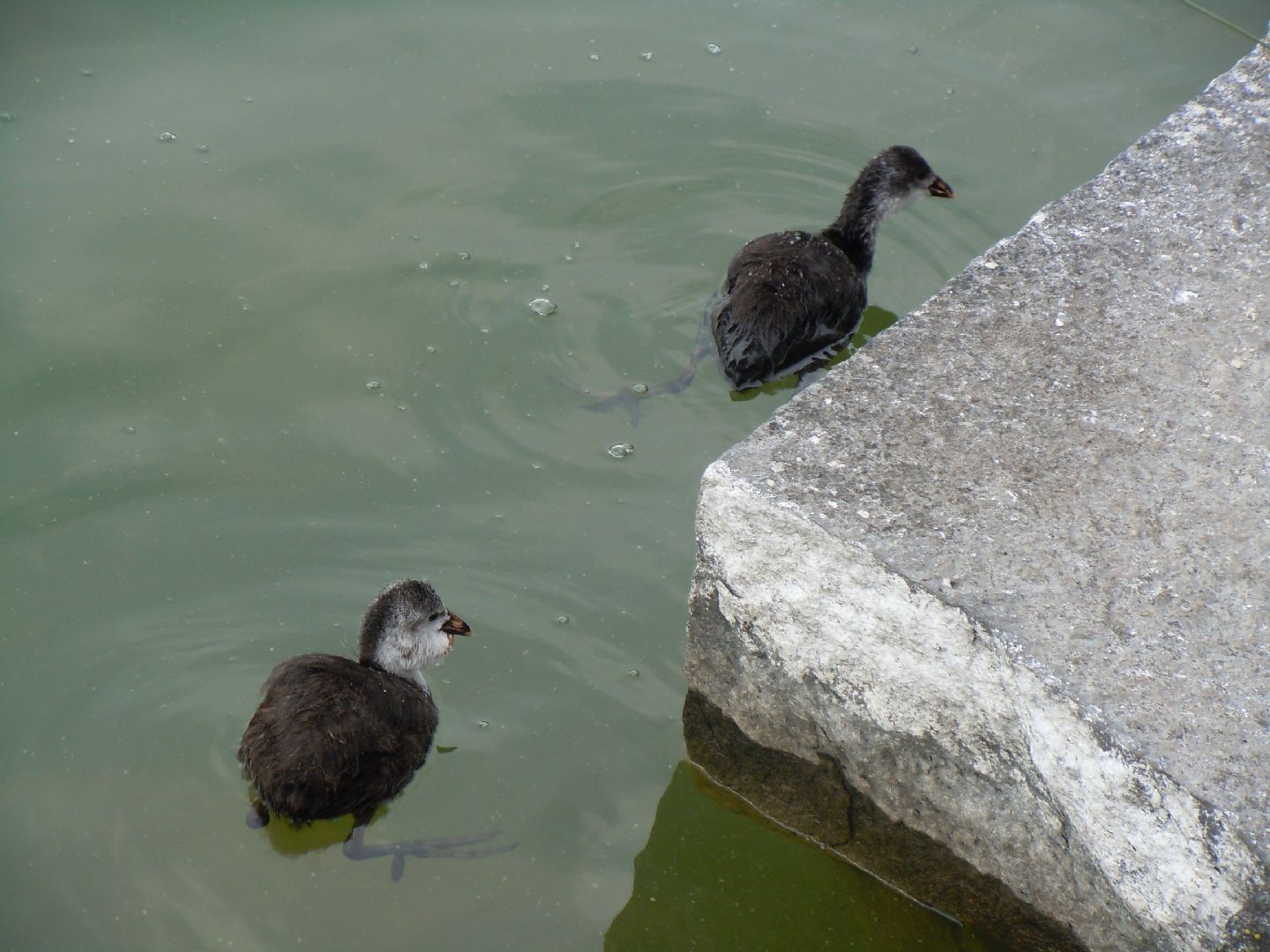 Pulli di folaga dal lago D''Averno